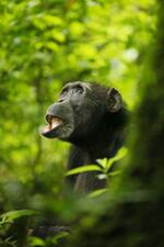 　生殖可能年齢を過ぎた雌のチンパンジー＝ウガンダのキバレ国立公園（アリゾナ州立大のケビン・ランガーグレーバー氏提供・共同）
