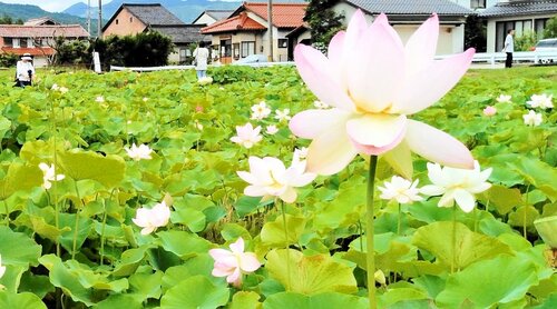 優雅に花を咲かせているハス