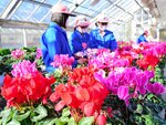温室内で咲き誇るシクラメン＝１３日、倉吉市の倉吉農業高