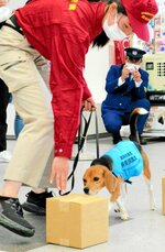 デモンストレーションを行う動植物探知犬＝８日、境港市の米子鬼太郎空港