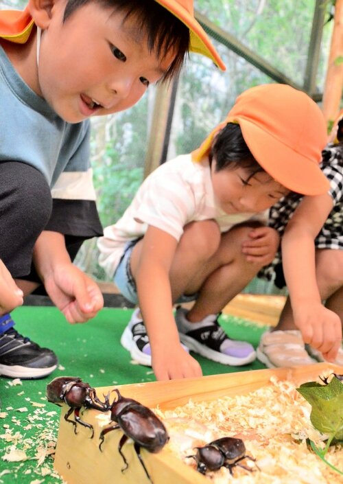 カブトムシと触れ合う子どもたち＝２７日、湯梨浜町の中国庭園燕趙園