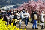 　河津桜や菜の花が見頃を迎えた神奈川県松田町の西平畑公園を訪れた観光客ら。季節外れの暖かさとなり、薄着の人も見られた＝２０日午後