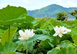 大根島の沿岸で咲き誇るハスの花