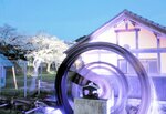 ライトアップされた水車と満開の桜