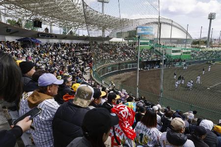 　阪神の紅白戦に訪れた大勢の観客＝８日、宜野座