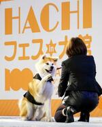 　「ＨＡＣＨＩフェスｉｎ大館」のステージに登場した秋田犬＝１１日午後、秋田県大館市