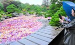 池に浮かぶダリアを撮影する来園者＝１９日、松江市八束町波入の由志園