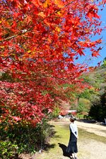 鮮やかに色づいた紅葉＝８日、鳥取県八頭町清徳の清徳寺