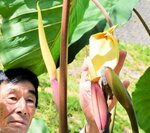 サトイモの茎の先に咲いた黄色い花＝１０日、香美町村岡区池ケ平