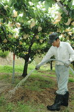 二十世紀梨の木にかん水する梨農家＝２００５年６月23日、湯梨浜町羽衣石