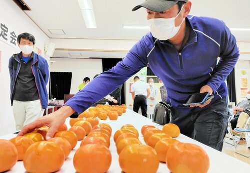 色づきや形などを確認する生産者＝２６日、北栄町の鳥取県園芸試験場