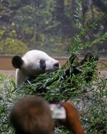 竹をほおばるリーリー＝８月３１日、東京・上野動物園