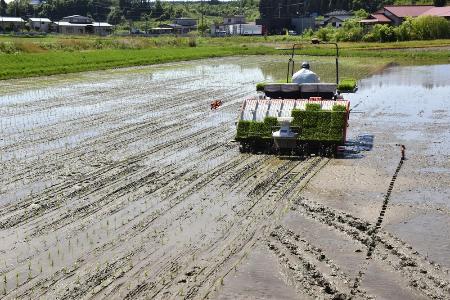 　田植えをする農家＝２０２４年、秋田市