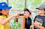 初めて触るコーカサスオオカブトに興味津々の子どもたち＝１１日、湯梨浜町の中国庭園燕趙園