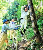 漆掻きで漆液を採取する佐治漆研究会のメンバー＝２日、鳥取市佐治町加瀬木