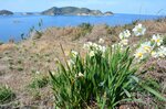 島根半島の海岸風景を彩るスイセン