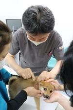 　犬に狂犬病ワクチンを注射する獣医師＝２０２０年６月、東京都杉並区