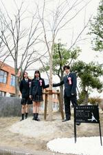 　仙台市の東北高の校門近くに移植された「ソメイヨシノ」に触れるフィギュアスケート部員ら。羽生結弦さんの功績をたたえる＝１４日午後