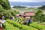 　岩手県陸前高田市の畑で行われた茶摘み体験会＝６月