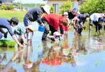 学生の手を借りて田植えをする園児ら