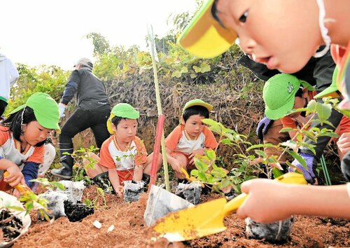 ドングリの苗木を植え付ける園児たち