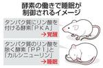 　酵素の働きで睡眠が制御されるイメージ