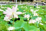 優雅に大輪の花を咲かせるハス