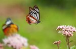 花の間を飛び交うアサギマダラ＝２１日、伯耆町丸山