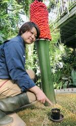 　ショクダイオオコンニャクの芽を指す小林弘美さん。後ろは赤い実を付けたショクダイオオコンニャク＝２０日午前、茨城県つくば市