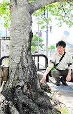 生育のための十分な広さがない場所に植えられている桜の木＝鳥取市元町の若桜橋付近