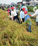 　「奇跡の復興米」を刈り取る児童ら＝１１日午前、大阪府富田林市