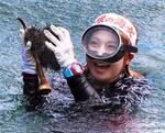　素潜りで採ったウニを見せる海女＝１日、岩手県久慈市の小袖海岸