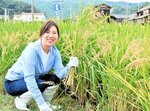 初めて体験する稲刈りで汗を流すＪＡＬふるさとアンバサダーの上杉さん＝３日、香美町香住区森