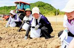 ラッキョウの植え付けを体験する大学生ら＝２５日、鳥取市福部町湯山