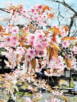 華やかな姿で咲き誇る正福寺桜＝７日、新温泉町湯