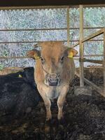 　ゆうぼくが昨年買い付け、半年間再肥育して出荷した母牛（同社提供）