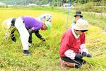 佐治四郎米を収穫する参加者たち＝２９日、鳥取市佐治町刈地