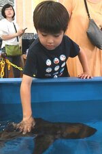 ネコザメに触れてみる子ども＝２０日、鳥取市賀露町西３丁目のとっとり賀露かにっこ館