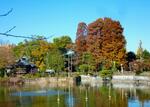 　碑文谷公園の弁天池＝東京都目黒区