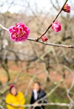 ３週間遅れで咲き始めた紅梅＝２日、鳥取県米子市淀江町福岡の伯耆古代の丘公園