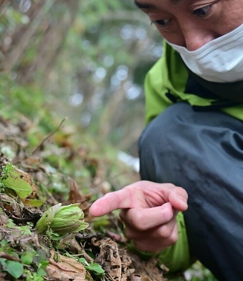 立春 フキノトウ芽吹く とっとり出合いの森 | 日本海新聞 NetNihonkai