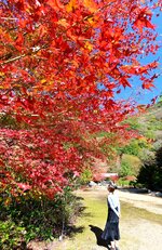 鮮やかに色づいた紅葉＝８日、鳥取県八頭町清徳の清徳寺