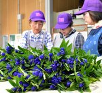 鮮やかな青紫色の花を咲かせたリンドウ＝１８日、鳥取県智頭町山根のＪＡ鳥取いなば智頭花き集出荷施設