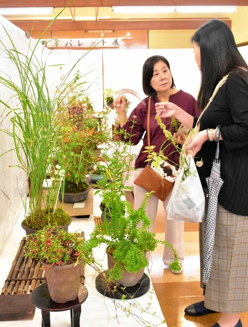 手塩にかけた山野草が並んだ会場