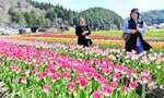 色鮮やかに咲き誇り、来場者を楽しませているチューリップ＝１２日、豊岡市但東町畑山のたんとう花公園