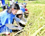 一列に並んで稲刈りをする園児と温泉関係者