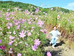 満開となり見頃を迎えているコスモス畑＝１７日、鳥取県倉吉市下古川