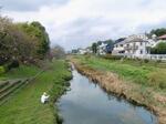 　住宅地を流れる野川＝東京都三鷹市