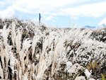 晩秋を迎えたススキの草原。風に揺れほとんどの穂が落ち冬を待つ＝２５日、新温泉町の上山高原