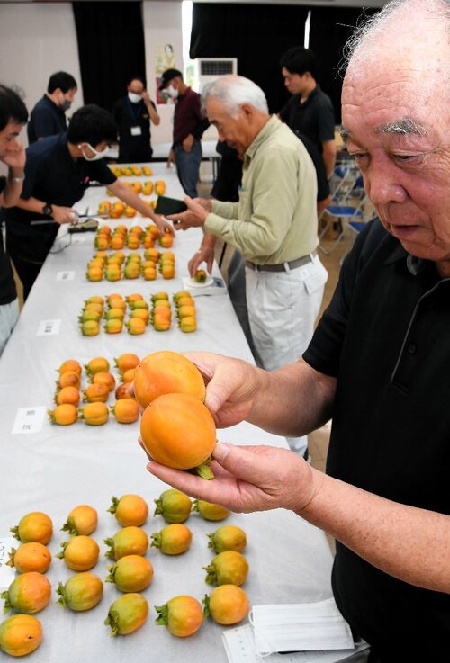 西条柿の出来栄えを確認する生産者ら＝３０日、北栄町の県園芸試験場